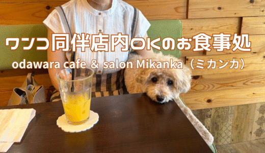 小田原で見つけた隠れ家カフェ odawara cafe ＆ salon Mikanka（ミカンカ）